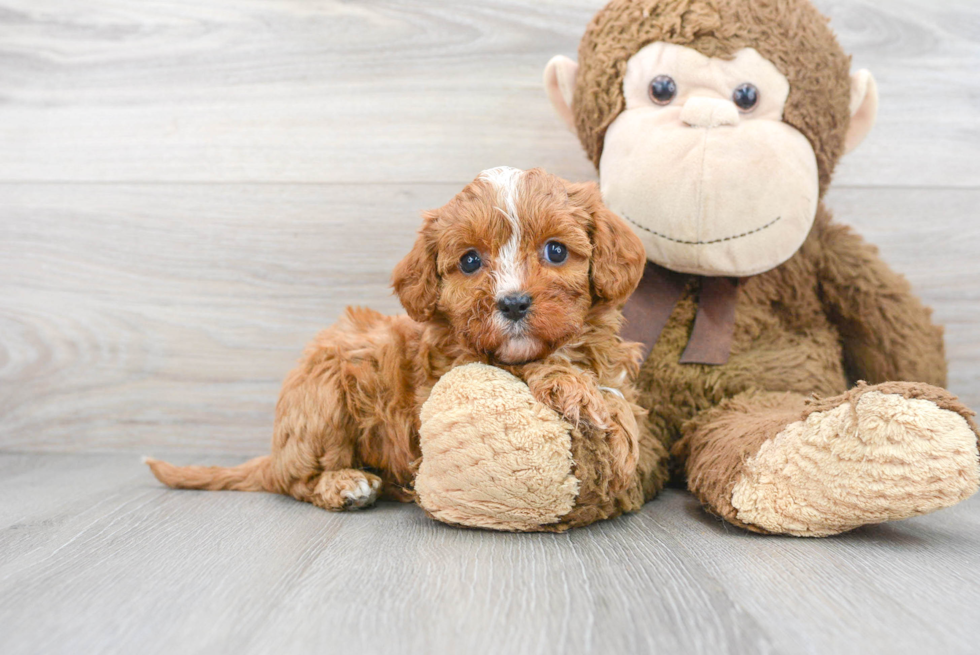 Popular Cavapoo Poodle Mix Pup