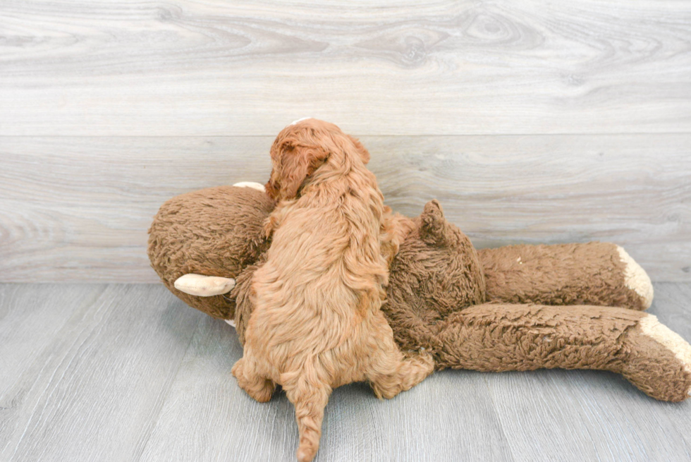 Popular Cavapoo Poodle Mix Pup