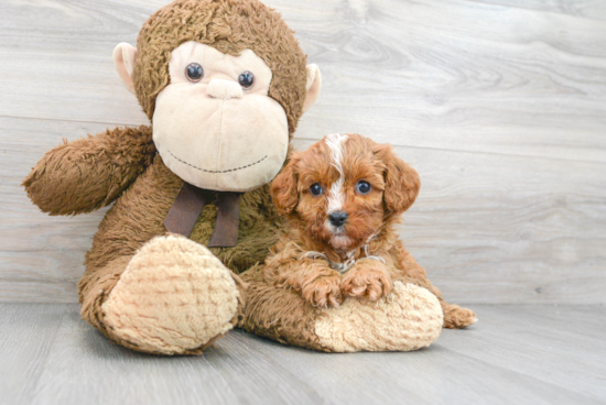 Cavapoo Pup Being Cute