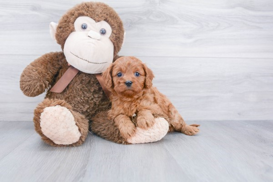 Cavapoo Puppy for Adoption