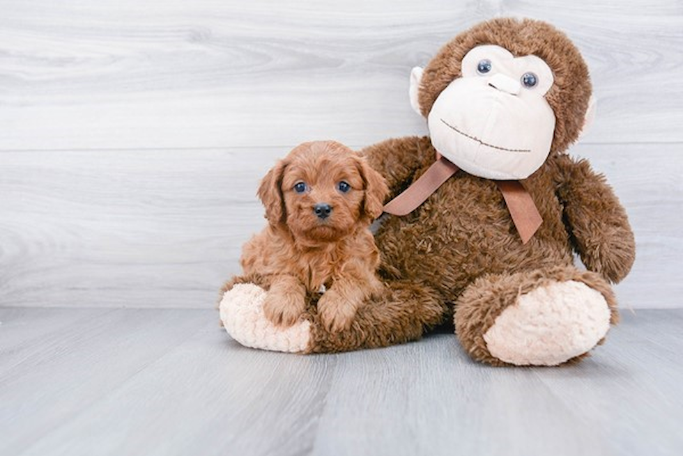 Fluffy Cavapoo Poodle Mix Pup