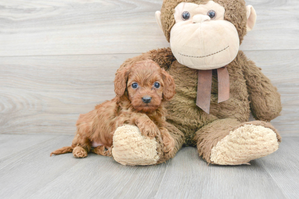 Best Cavapoo Baby