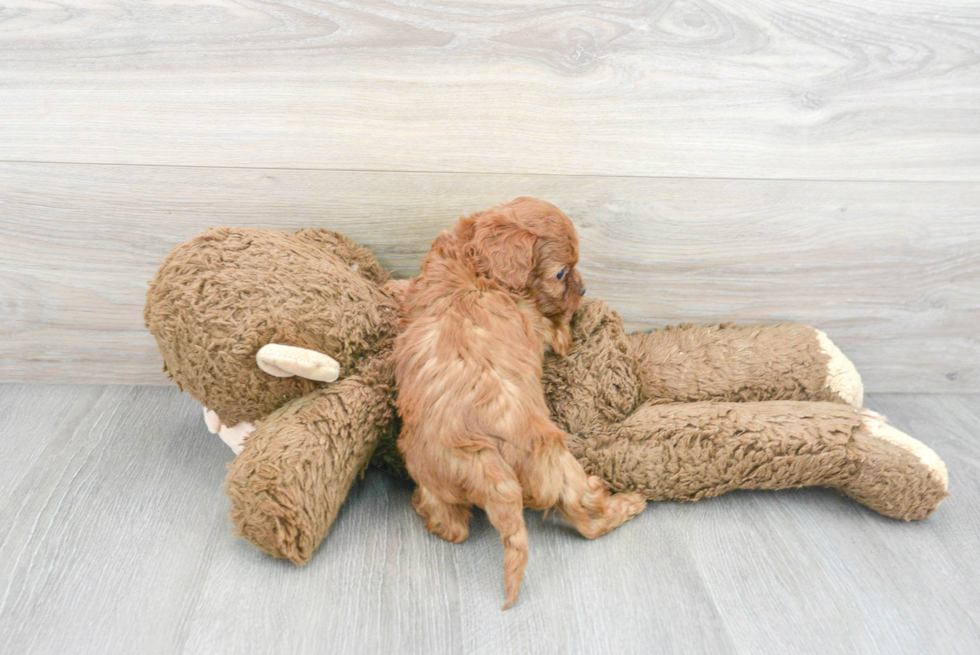 Popular Cavapoo Poodle Mix Pup