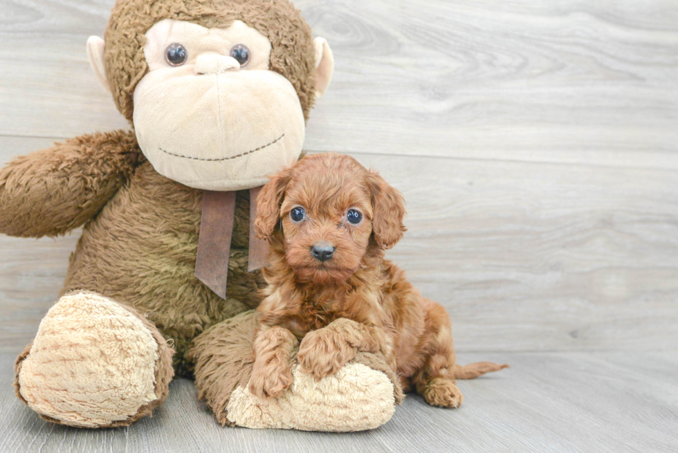 Popular Cavapoo Poodle Mix Pup