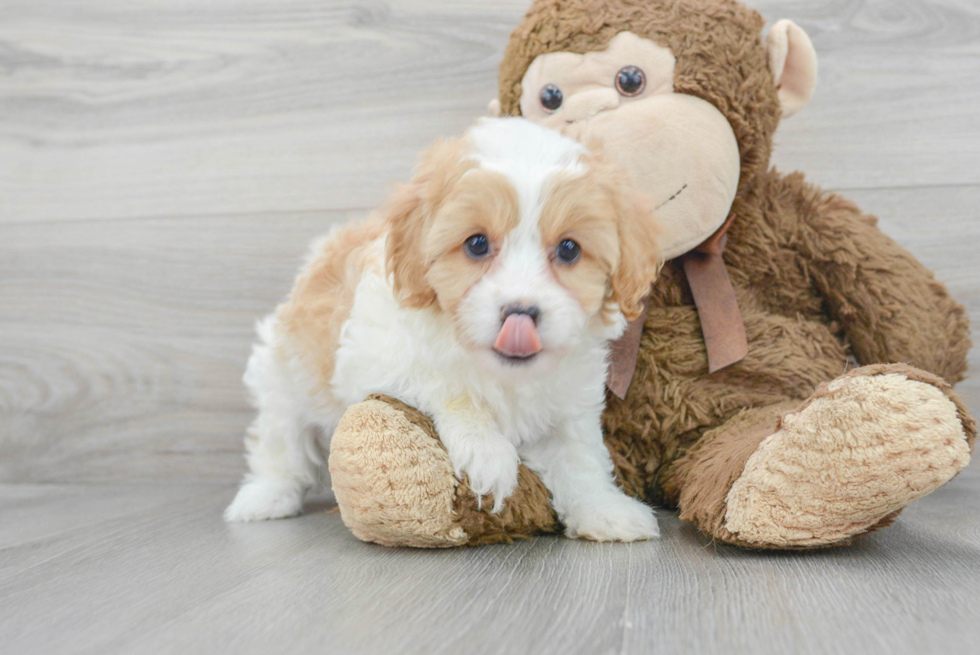 Best Cavapoo Baby