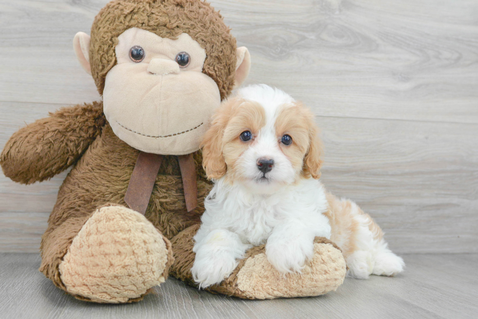 Smart Cavapoo Poodle Mix Pup