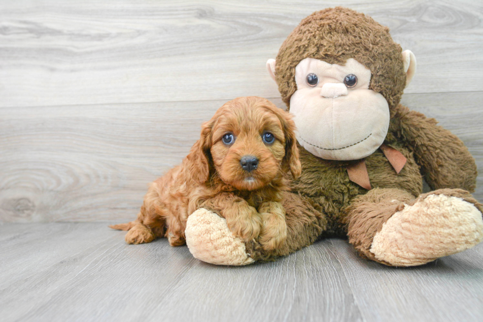 Cavapoo Puppy for Adoption