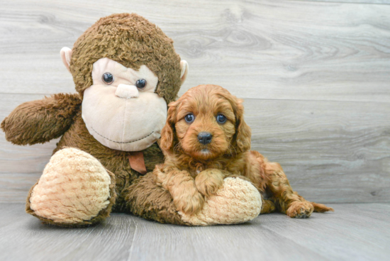 Cavapoo Pup Being Cute