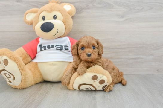 Friendly Cavapoo Baby