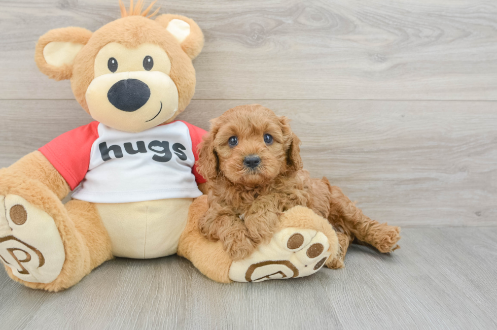 5 week old Cavapoo Puppy For Sale - Premier Pups