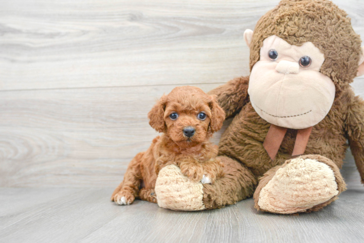 Adorable Cavoodle Poodle Mix Puppy