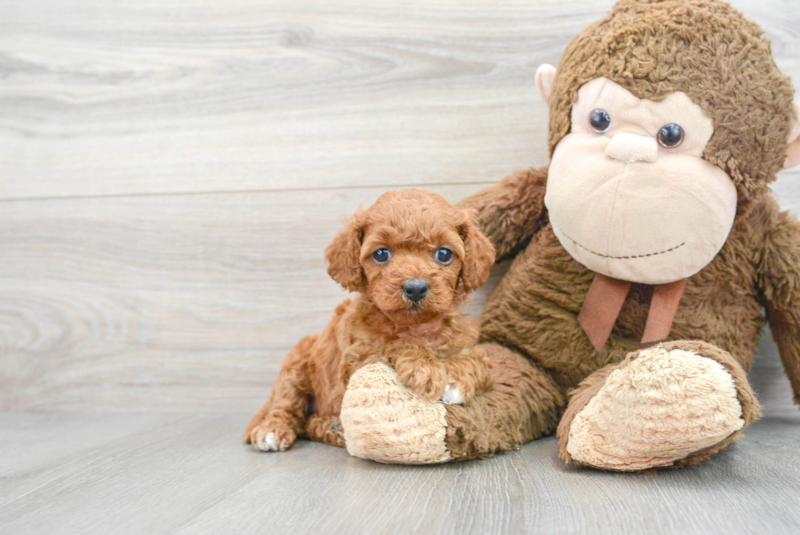 Meet Dilly - our Cavapoo Puppy Photo 1/3 - Premier Pups