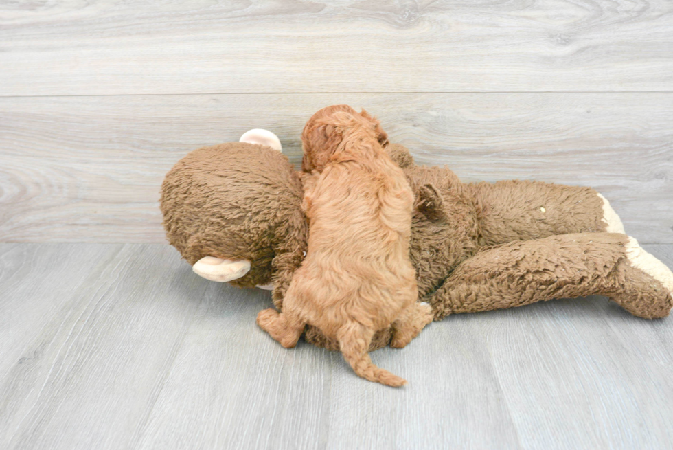 Cavapoo Pup Being Cute