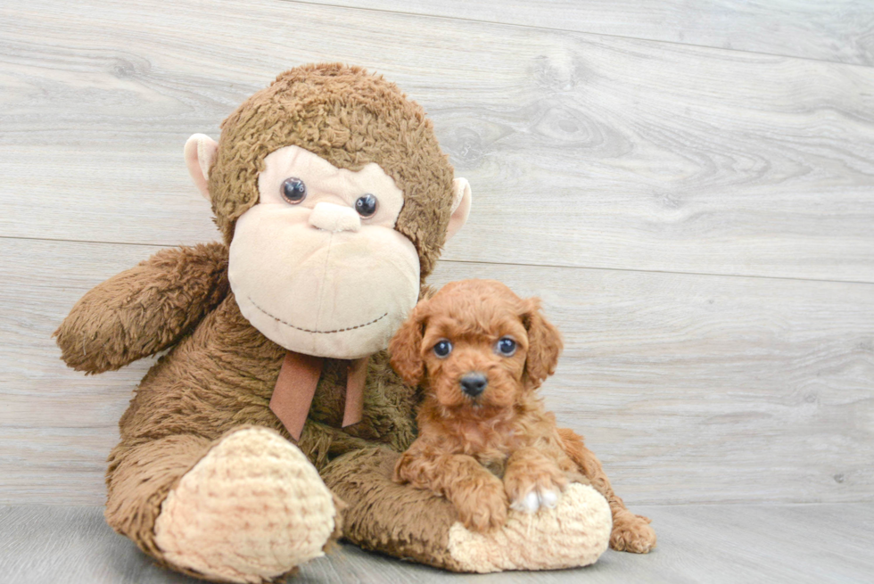 Fluffy Cavapoo Poodle Mix Pup