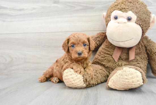 Funny Cavapoo Poodle Mix Pup