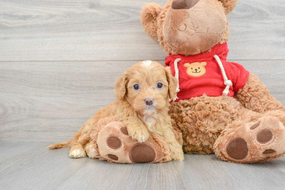 Small Cavapoo Baby