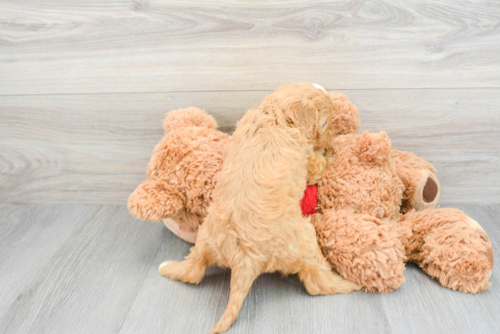 Friendly Cavapoo Baby