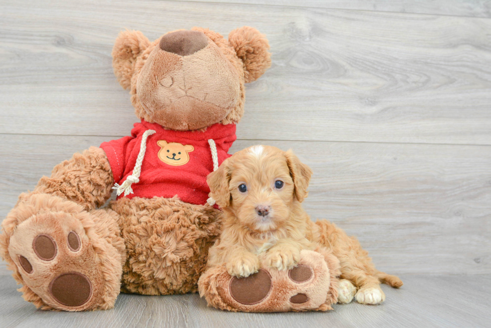 Adorable Cavoodle Poodle Mix Puppy