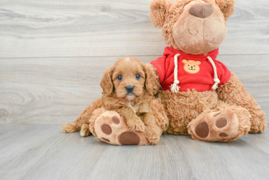 Friendly Cavapoo Baby