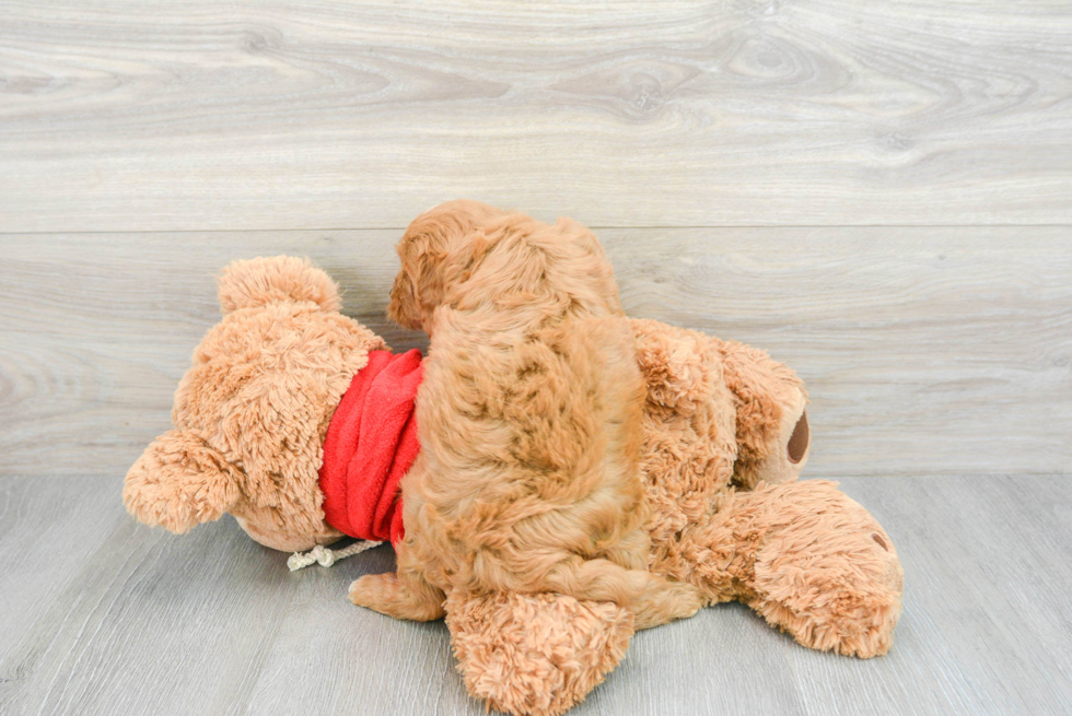 Cute Cavapoo Baby