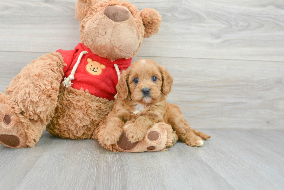 Little Cavoodle Poodle Mix Puppy