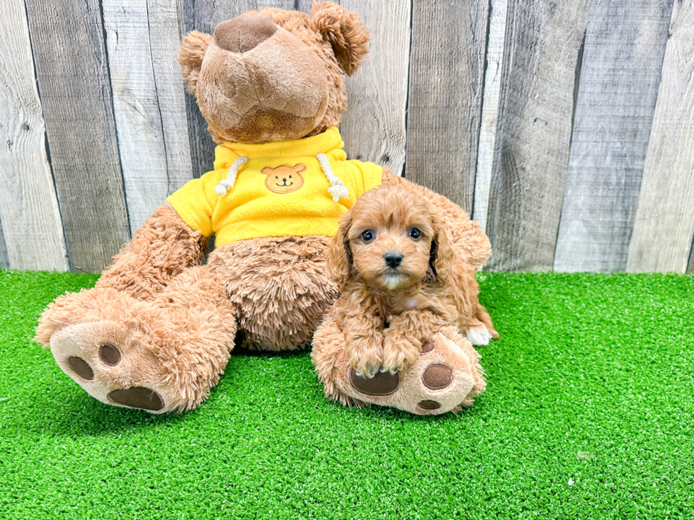 Energetic Cavoodle Poodle Mix Puppy