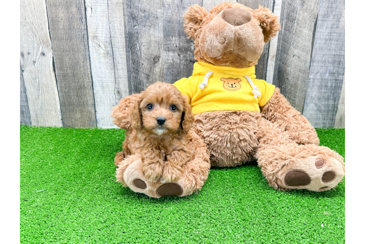 Cavapoo Pup Being Cute