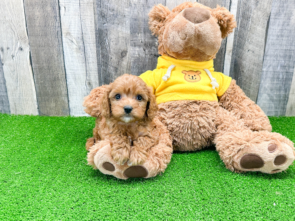 Cavapoo Pup Being Cute