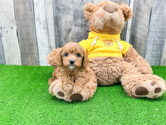 Cavapoo Pup Being Cute