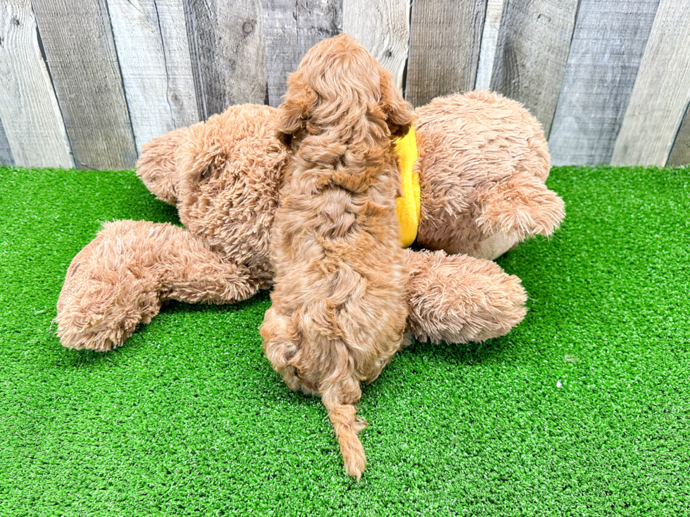 Adorable Cavoodle Poodle Mix Puppy