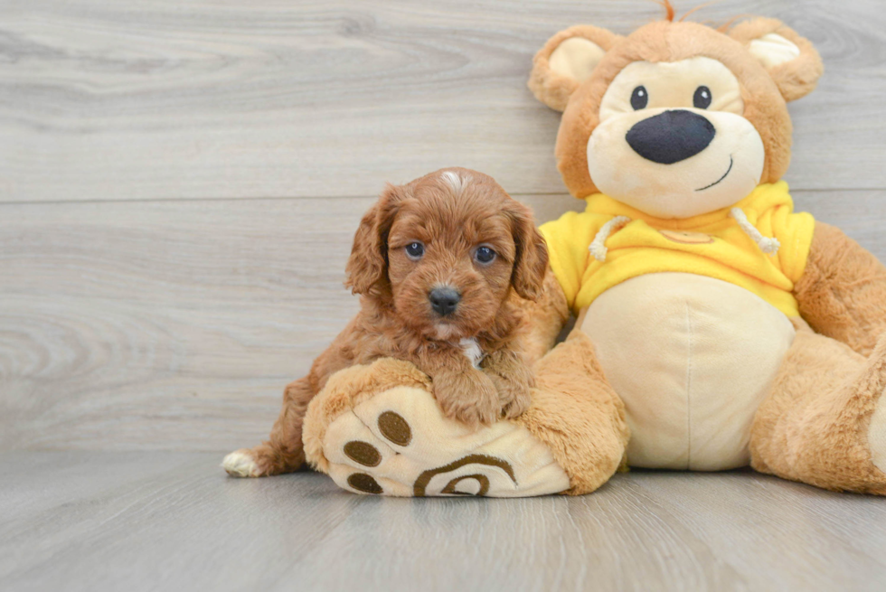 Small Cavapoo Baby