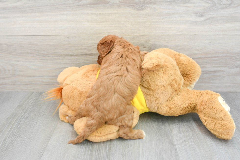 Smart Cavapoo Poodle Mix Pup