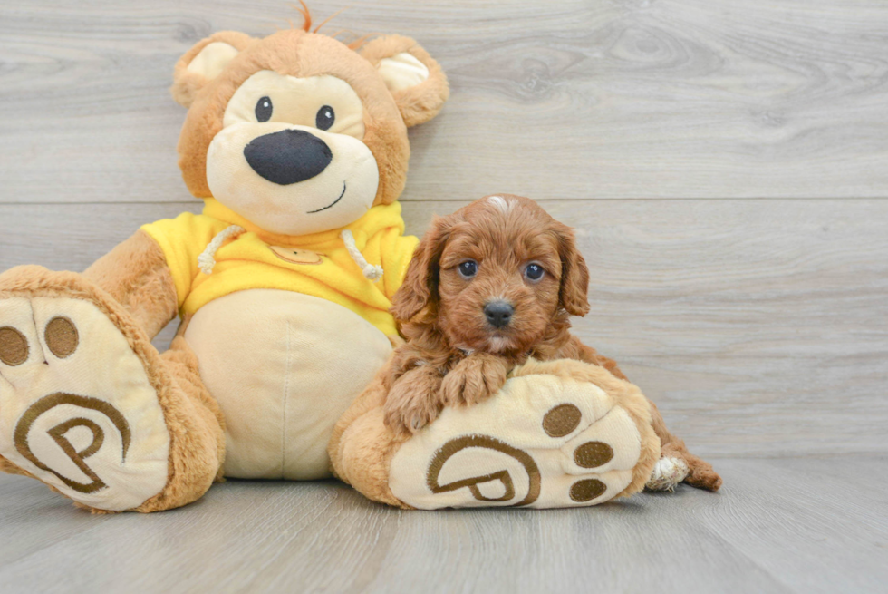 Funny Cavapoo Poodle Mix Pup