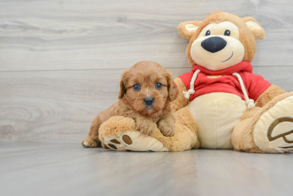 Energetic Cavoodle Poodle Mix Puppy