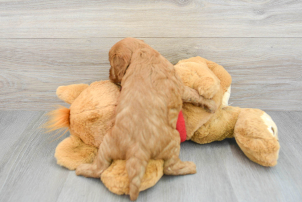 Sweet Cavapoo Baby