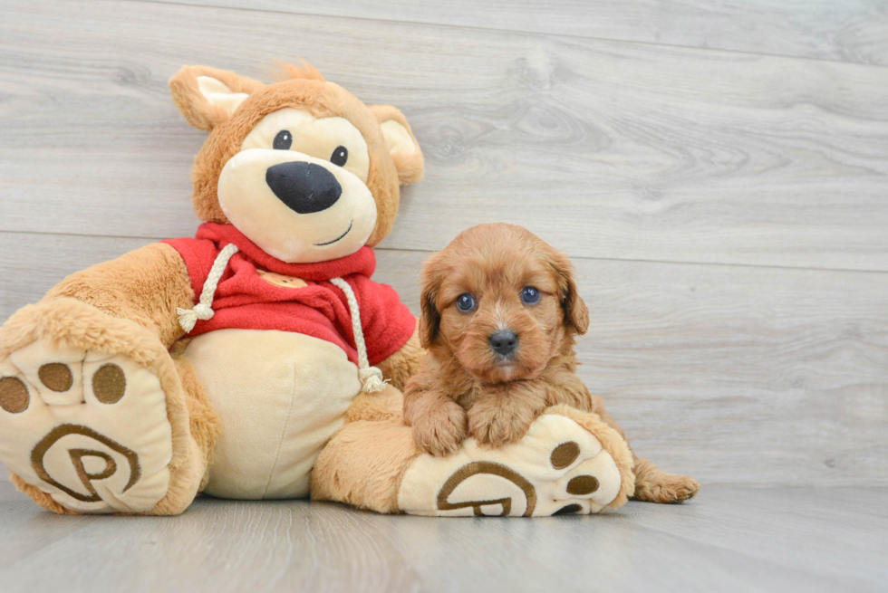 Cavapoo Puppy for Adoption