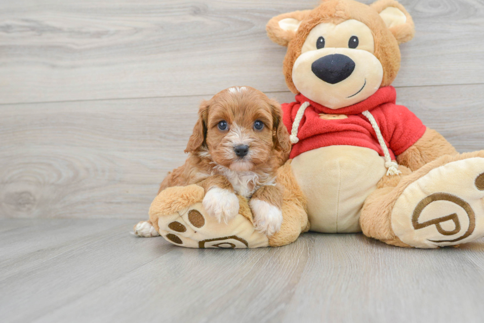 Fluffy Cavapoo Poodle Mix Pup