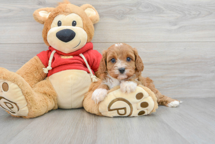 Cavapoo Puppy for Adoption