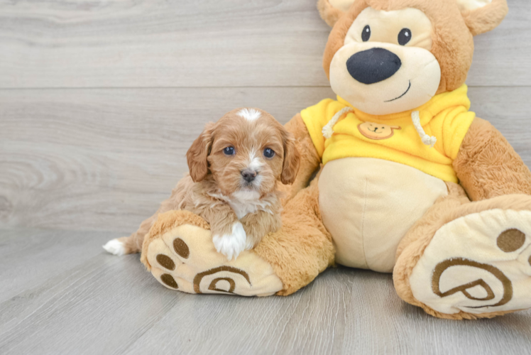 Cavapoo Puppy for Adoption