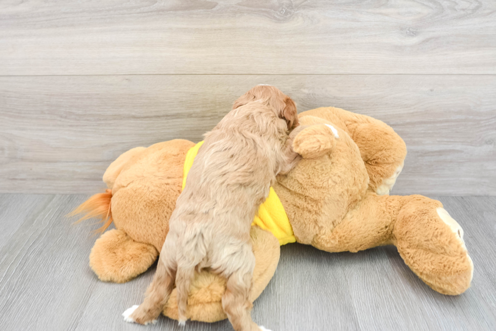 Cavapoo Pup Being Cute