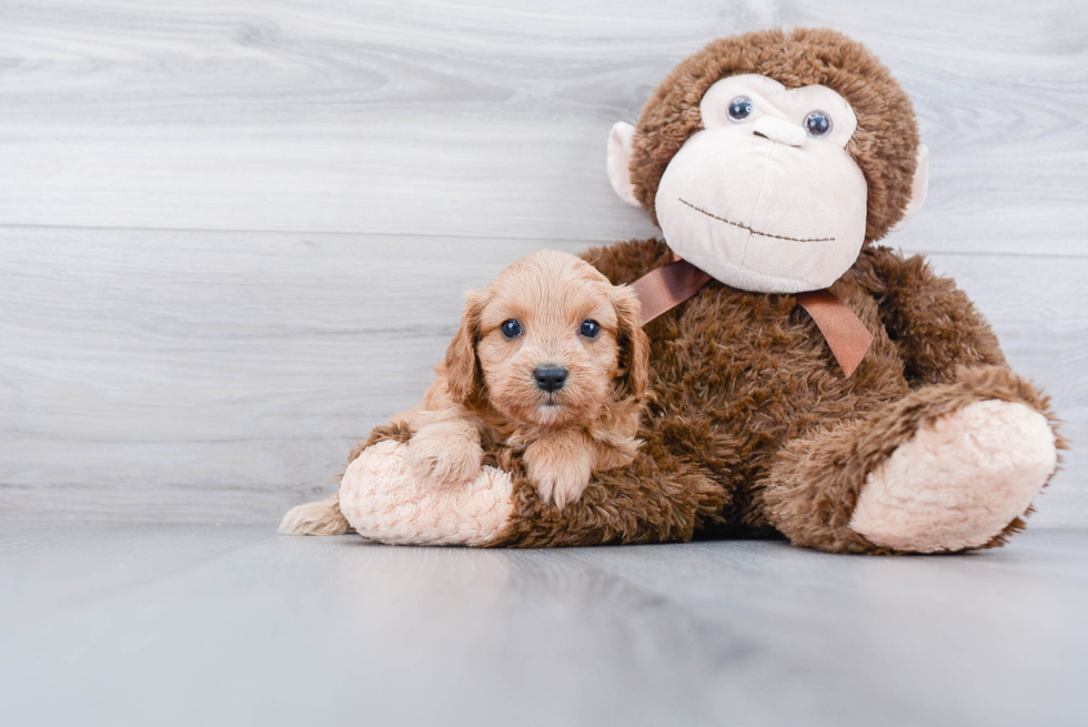 Petite Cavapoo Poodle Mix Pup