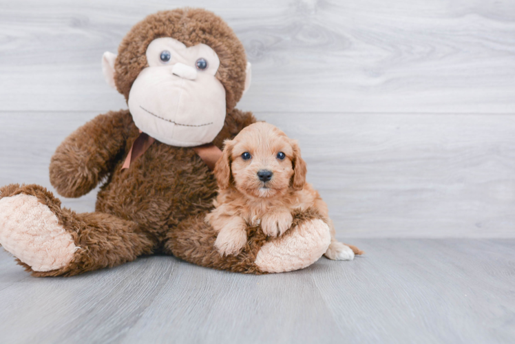 Petite Cavapoo Poodle Mix Pup