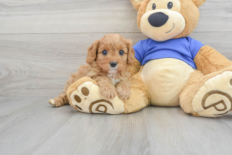 Adorable Cavoodle Poodle Mix Puppy