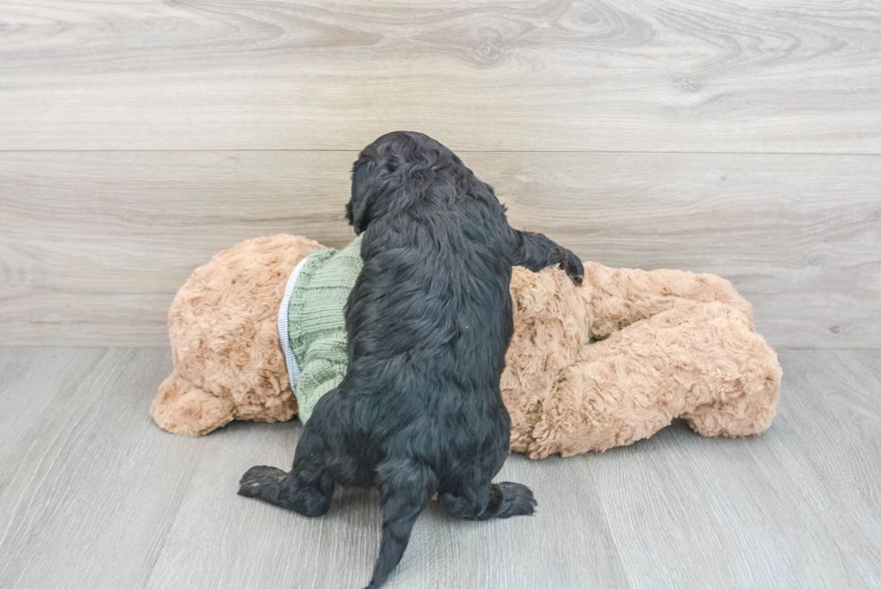 Funny Cavapoo Poodle Mix Pup