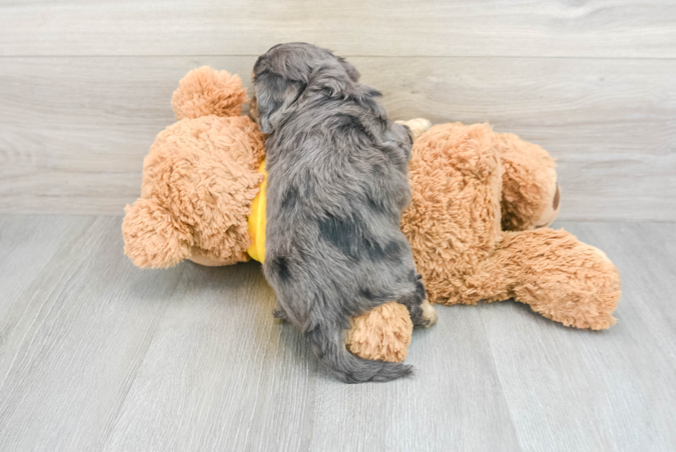 Fluffy Cavapoo Poodle Mix Pup