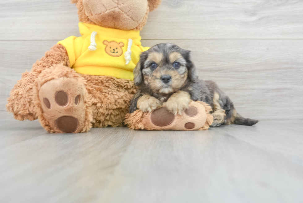 Petite Cavapoo Poodle Mix Pup