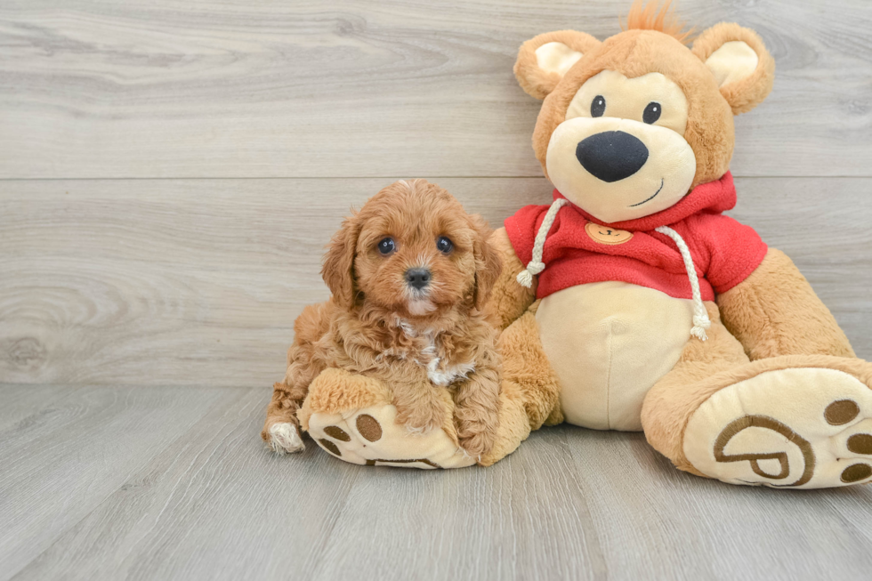 Cavapoo Puppy for Adoption