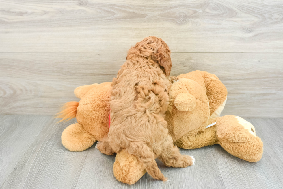 Funny Cavapoo Poodle Mix Pup