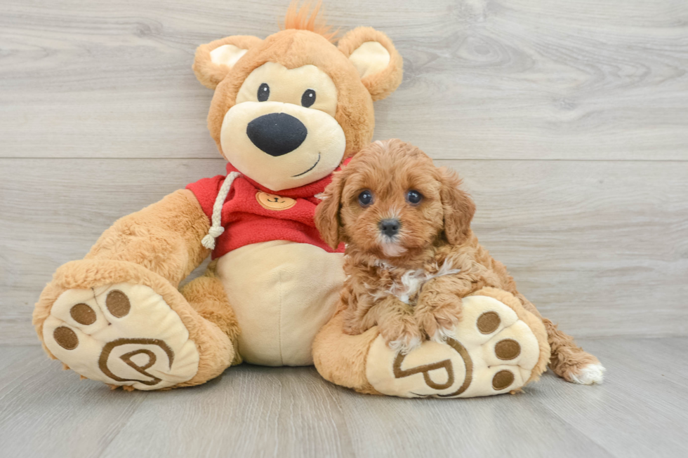 Cavapoo Puppy for Adoption