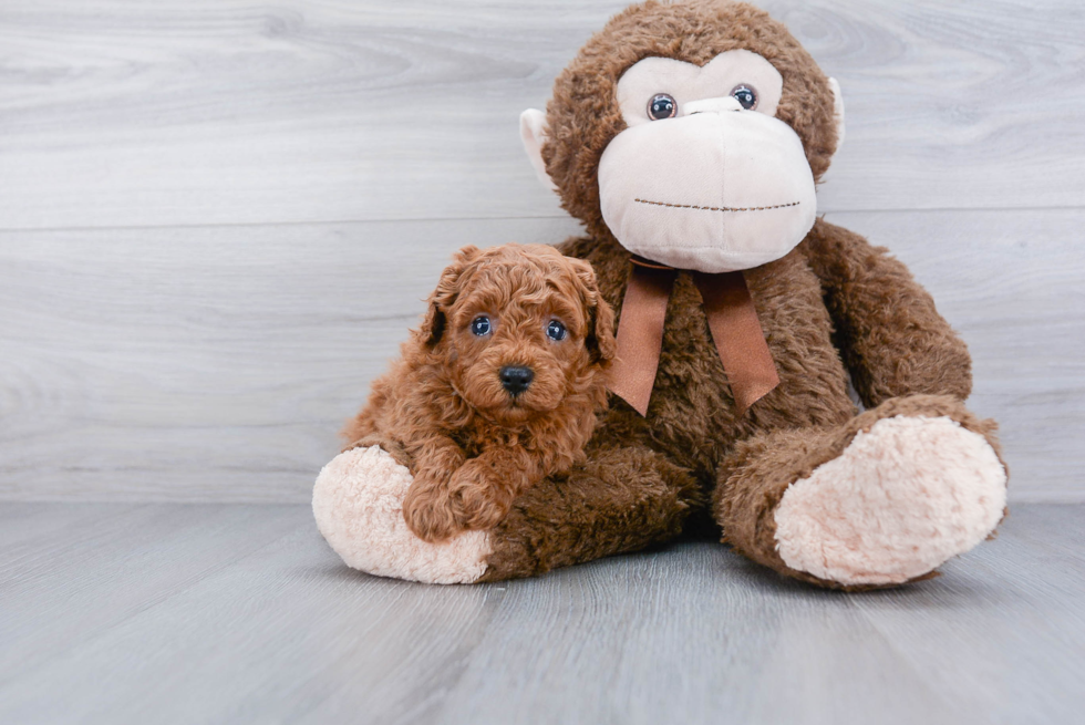 Friendly Cavapoo Baby